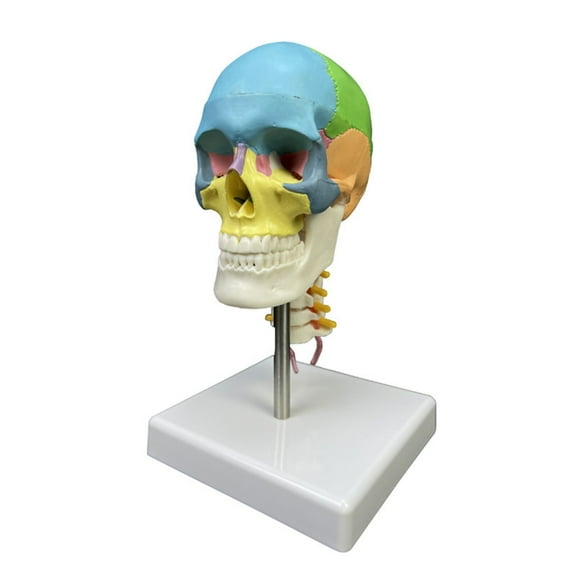 Human Colored Skull Model Human Head Skull Anatomical Model with Cervical Vertebra Teaching Model for Science Education