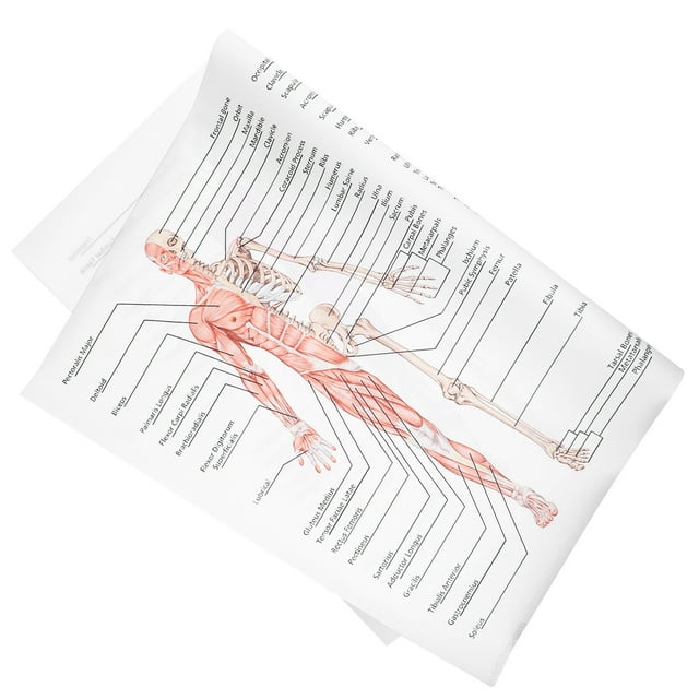 Human Dissection Poster 1pc Human Anatomy Poster Skeletal Muscle ...
