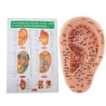 Human Ear Acupuncture Model with Acupuncture Points Ear Massage Model