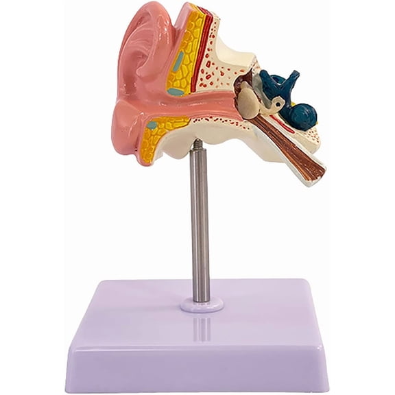 Human Ear Model Anatomy, Anatomical 3D Ear Model, Enlarged Human Ear Model with Show Outer, Middle and Inner Ear, Model Detachable