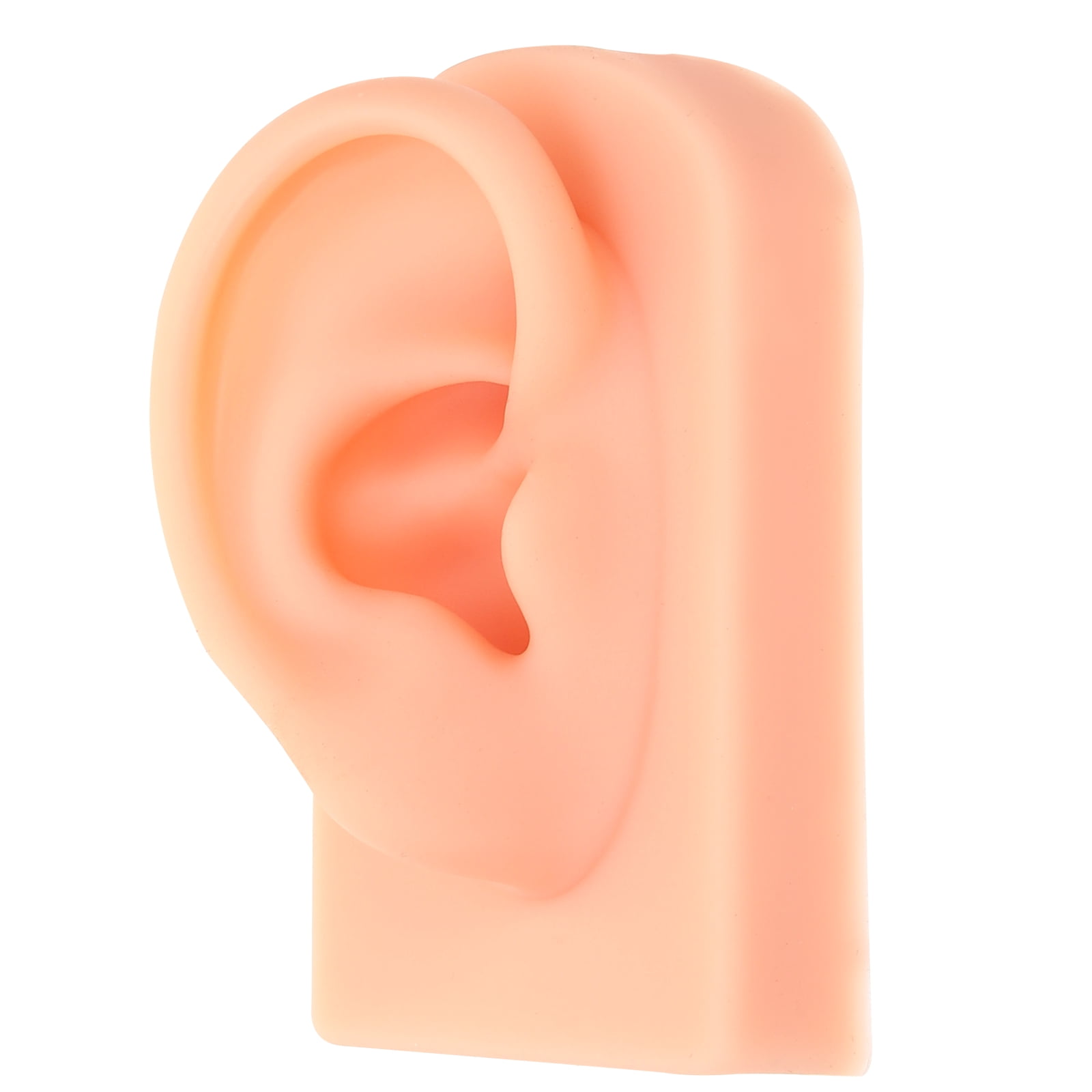 Human Ear Model Realistic Human Ear Model Silicone Ear Model for ...