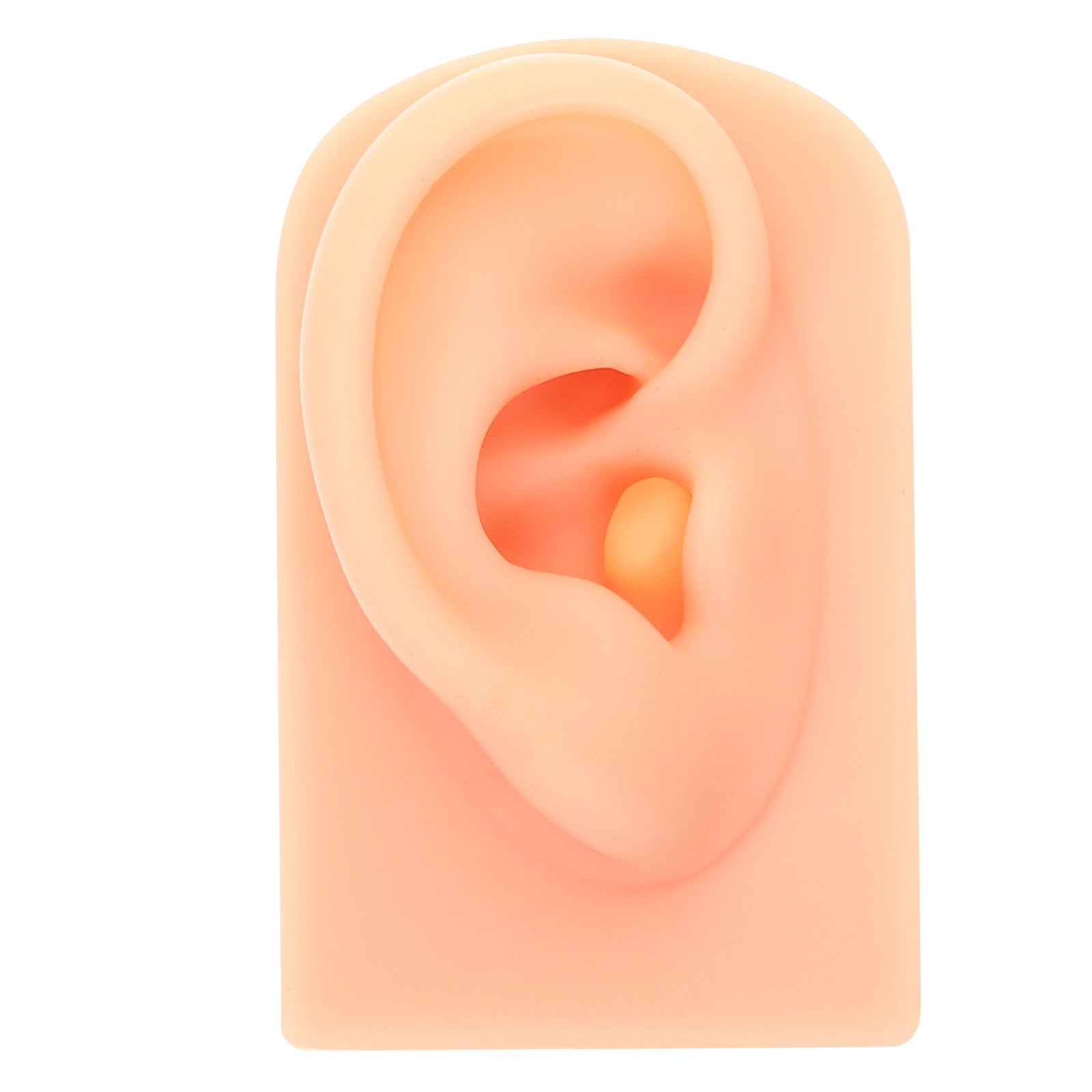 Human Ear Model Realistic Human Ear Model Silicone Ear Model for