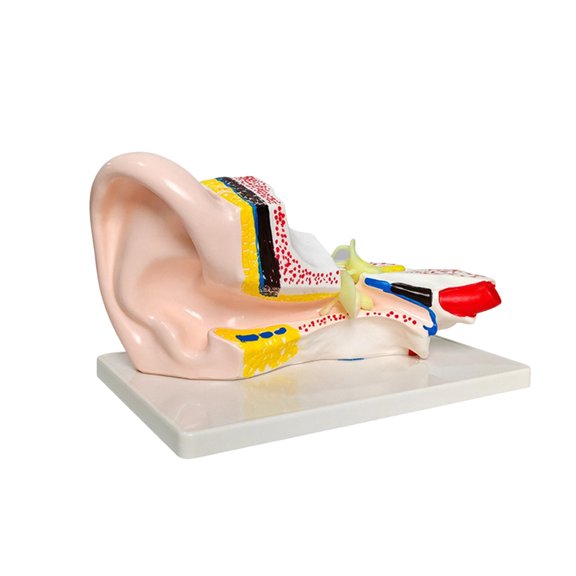 Human Ear Section View Model for Anatomy Teaching, Color Marked Ear Structure Display with PVC Body and White Desk Base