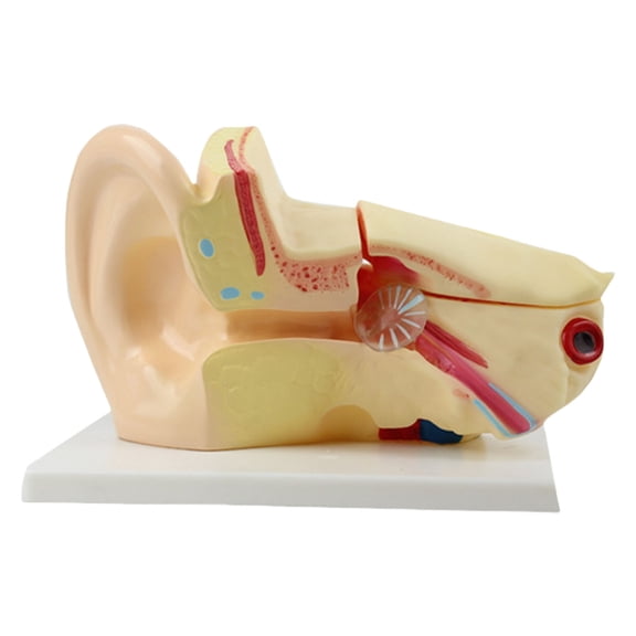 Life Size Anatomical Human Inner Ear Model For Teaching Demonstration Labo Use