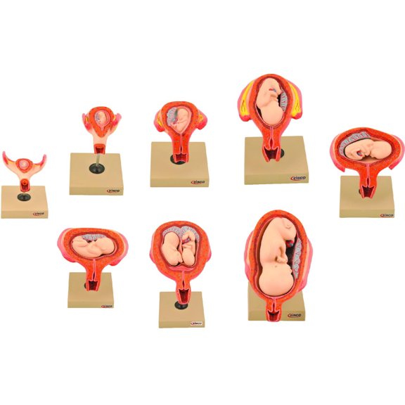 Human Embryo/Fetus Development in Utero, Set of 8 Models - Removable Parts for Exploration of the Gestational Period - Eisco Labs