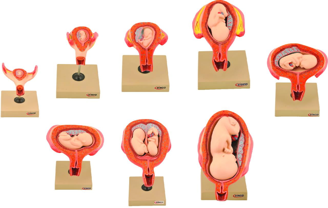 Human Embryo/Fetus Development in Utero, Set of 8 Models - Removable ...
