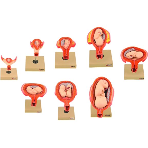 Human Embryo/Fetus Development in Utero, Set of 8 Models - Removable Parts for Exploration of the Gestational Period - Eisco Labs