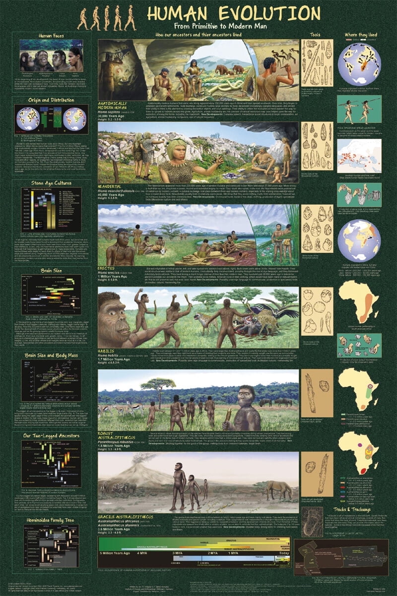 Human Evolution From Primitive to Modern Man Educational Poster 24.5x36 ...