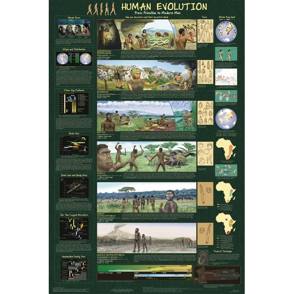 Human Evolution From Primitive to Modern Man Educational Poster 24.5x36.5 - Laminated