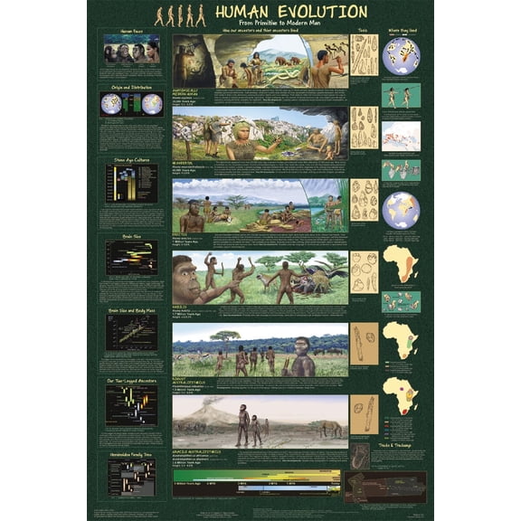 Human Evolution From Primitive to Modern Man Educational Poster 24.5x36.5 - Laminated
