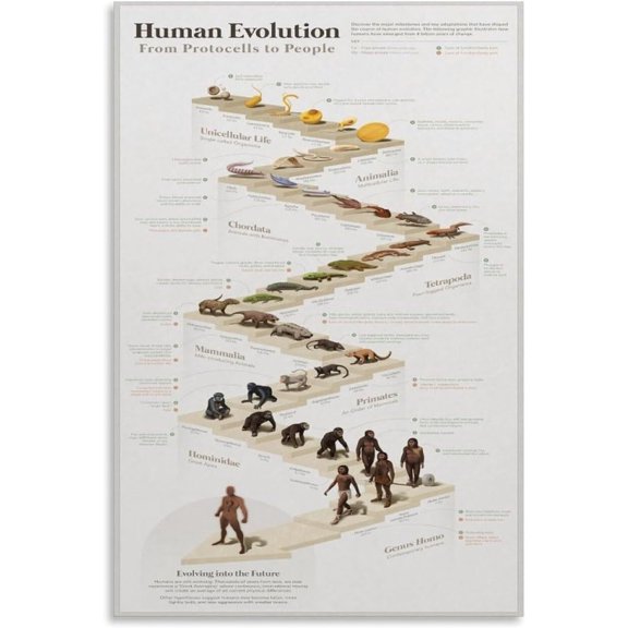 Human Evolution From Protocells to People Knowledge Guide Poster Canvas Print Wall Art Decor Living Room Office Bedroom