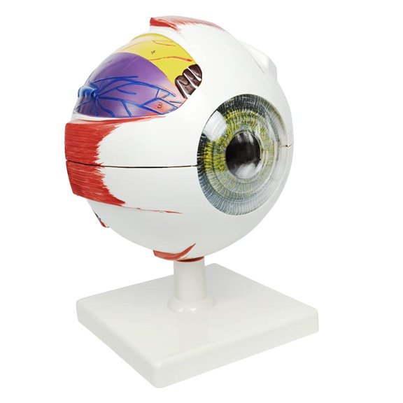 Human Eye Anatomical Model - Accurate Anatomy Study Display for Science Classroom Medical Teaching