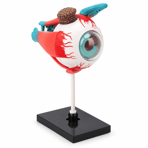 Human Eye Anatomical Model Detachable Stand 16 Parts Education Display Science Teaching Eyeball Anatomy Study Tool DIY Kits For Students (9.45 inches / 24 cm)