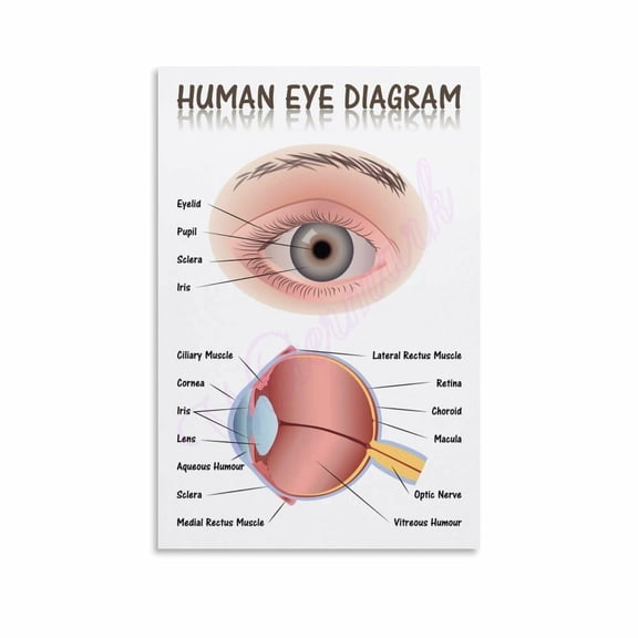 Human Eye Anatomy Medical Chart Educational Diagram Cool Wall Art Print Poster Canvas Painting Wall Art Poster for Bedroom Living Room Decor