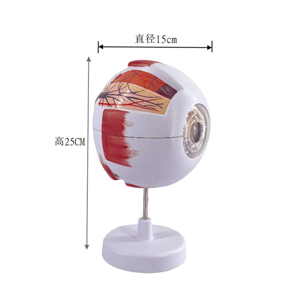 Human Eye Anatomy Model, 6 Times, Ophthalmology, Eyeball, Internal Structure, Cornea, Iris, Vitreous Lens