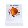 Human Eye Anatomy Model, Multicolor Freestanding Display for Medicals ...