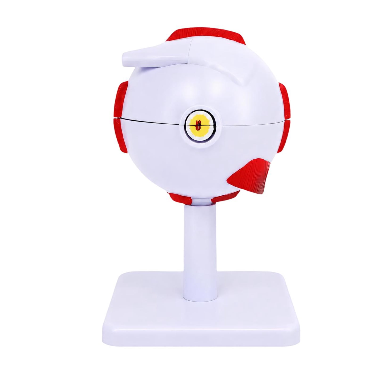Human Eye Anatomy Model, Multicolor Freestanding Display for Medicals ...