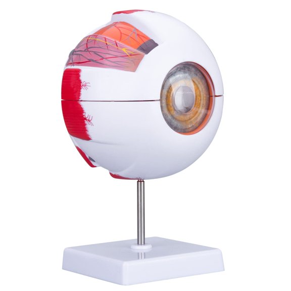 Human Eye Anatomy Model with Removable Parts and Display Base 6x Enlarged