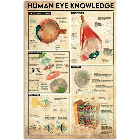 Human Eye Knowledge Metal Signs Wall Decor Optometrist Learning Knowledge Posters Office Home Club Shop Plaque Decoration 8x12 inches
