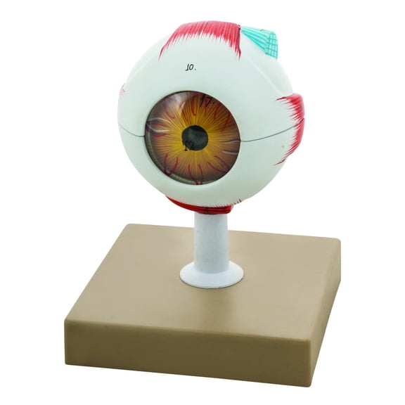 Human Eye Model - 3X Enlarged - 7 Parts - Eisco Labs