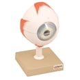 thumbnail image 1 of Human Eye Model - Enlarged 5X Life Size - 6 Parts - Hand Painted - Designed by Medical Professionals - Eisco Labs, 1 of 2