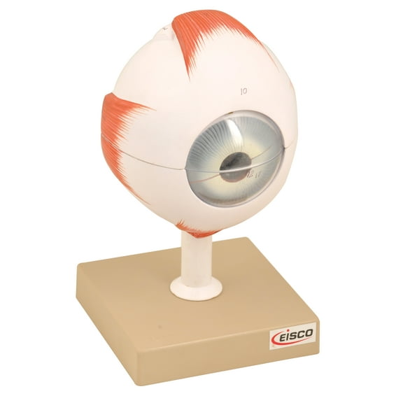 Human Eye Model - Enlarged 5X Life Size - 6 Parts - Hand Painted - Designed by Medical Professionals - Eisco Labs