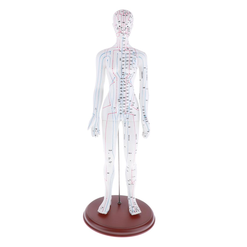 Human Point Model Human Female Model with Points, Height 19 - Walmart.com