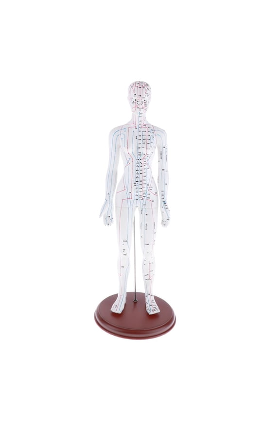 Human Female Model with Points, Height 19