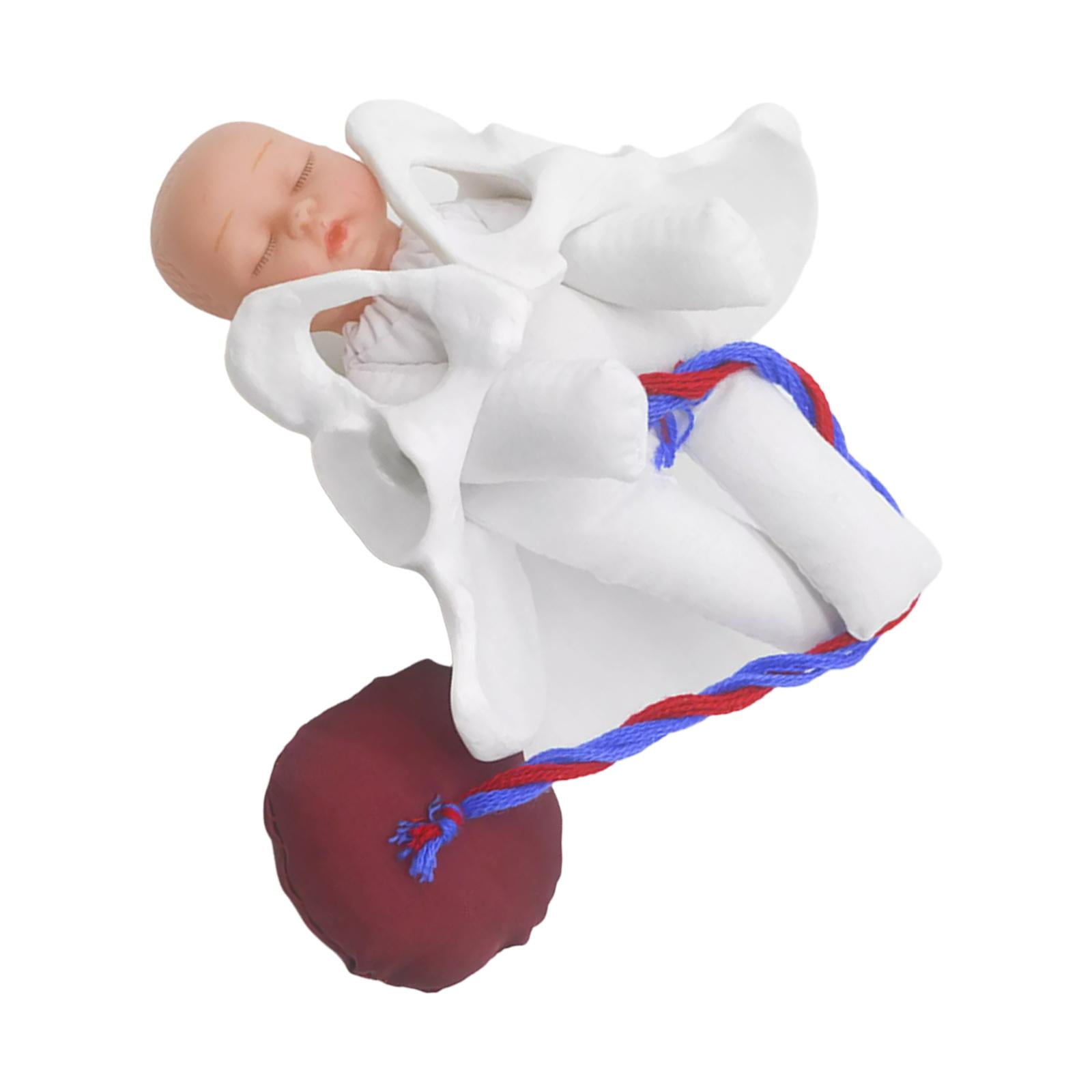 Human Female Pelvis Model with Baby Model Education