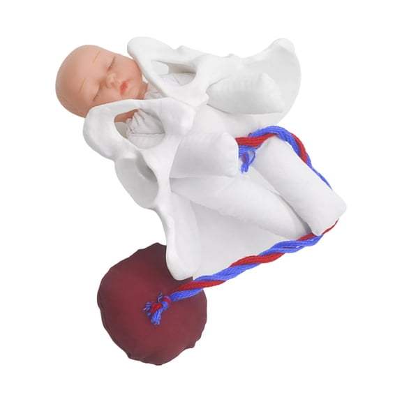 Human Female Pelvis Model with Baby Model Education