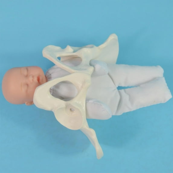 Human Female Pelvis Model with baby Female Pelvis , for Students Teaching Display Science Education Study