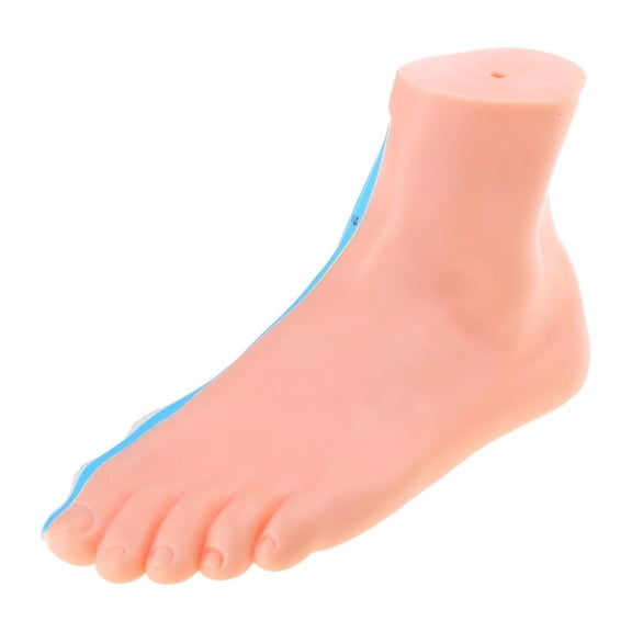 Human Foot Anatomy Model with Digital Signs, Normal/Flat/High Arched Foot Anatomy Model for Medical Teaching