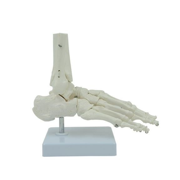 Human Foot Ankle Model Flexible 1:1 Scientific Life Size with Display Base for Teaching Aid Patient Education