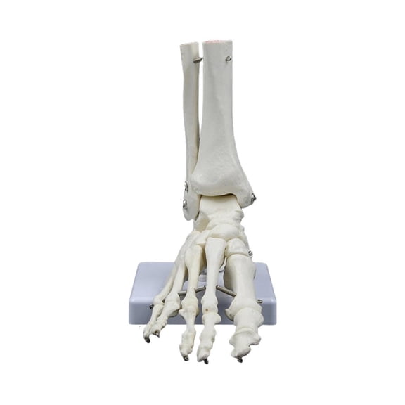 Human Foot Joint Bone Model for Clinical Settings Teaching Research