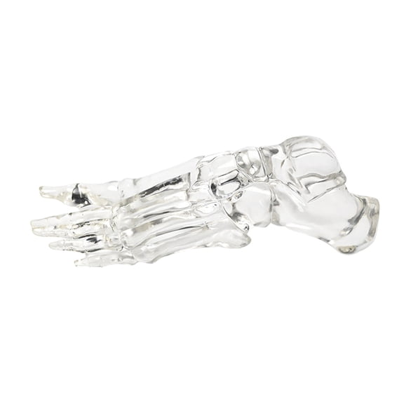 Human Foot Joint Skeleton Model Clear Left Foot Ankle Bone Models Foot Skeleton Model for Anatomy Study and Science Labs