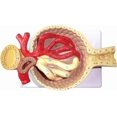 thumbnail image 1 of Human Glomerulus Model, Glomerulus Anatomical Model, Realistic Kidney Structure Display with Base, 1 of 6