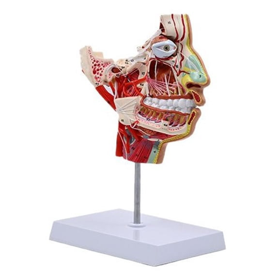 Human Half Head Model for Lab PVC Human Chops-facials Vascular Blood Vessels Model Human Anatomical Model