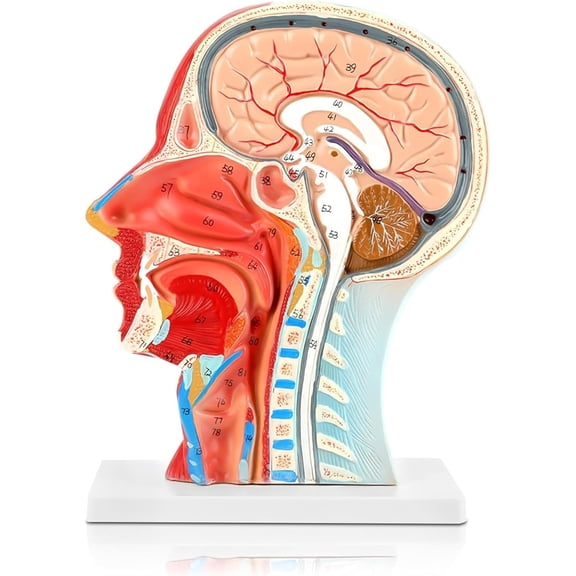 Human Half Head Superficial Neurovascular Model, Life Size Face Anatomy Medical, Brain Neck Median Section Study Model with Musculature, Learning Education Display Tool, for Schools