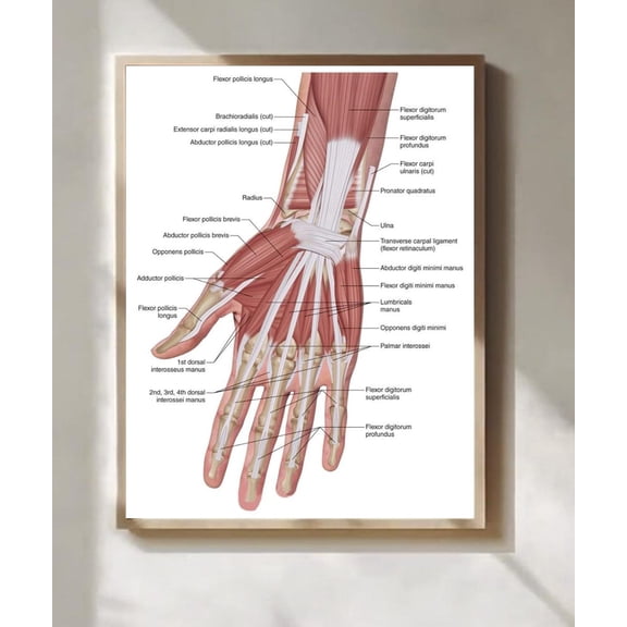 Human Hand Muscle Anatomy Wall Art Print, Unframed Paper Poster 8x10in