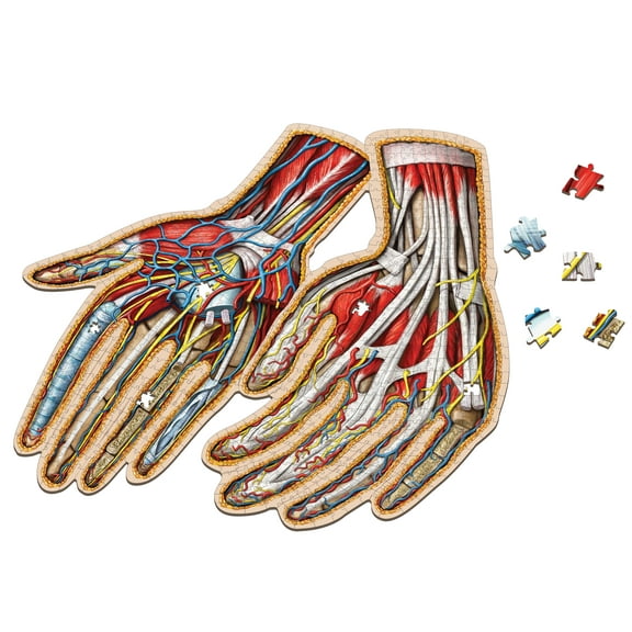 Human Hands Anatomy Jigsaw Puzzle | Dr. Livingston's Unique Shaped Science Puzzles