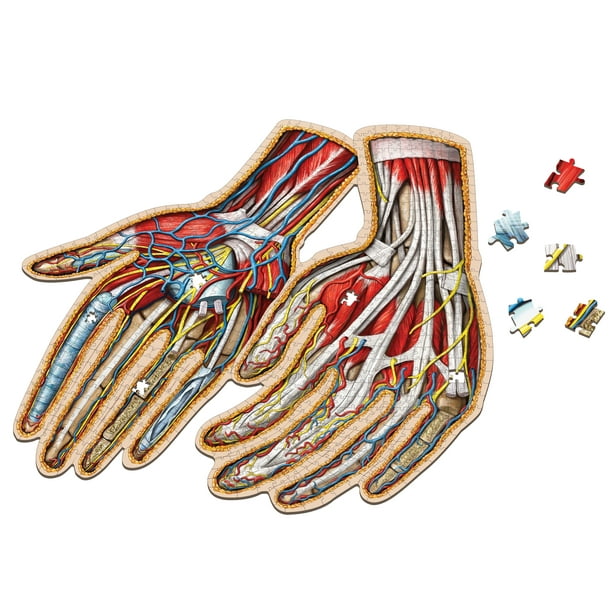 Human Hands Anatomy Jigsaw Puzzle Dr. Livingston's Unique Shaped