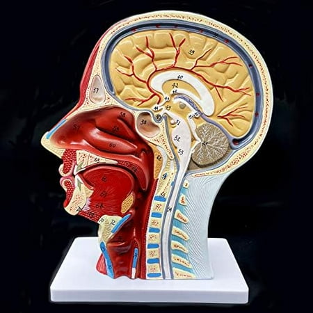 Human Head Anatomical Model Life-Size Nasal Cavity Throat Brain Anatomy for Science Classroom Study Display Teaching Model$$Other