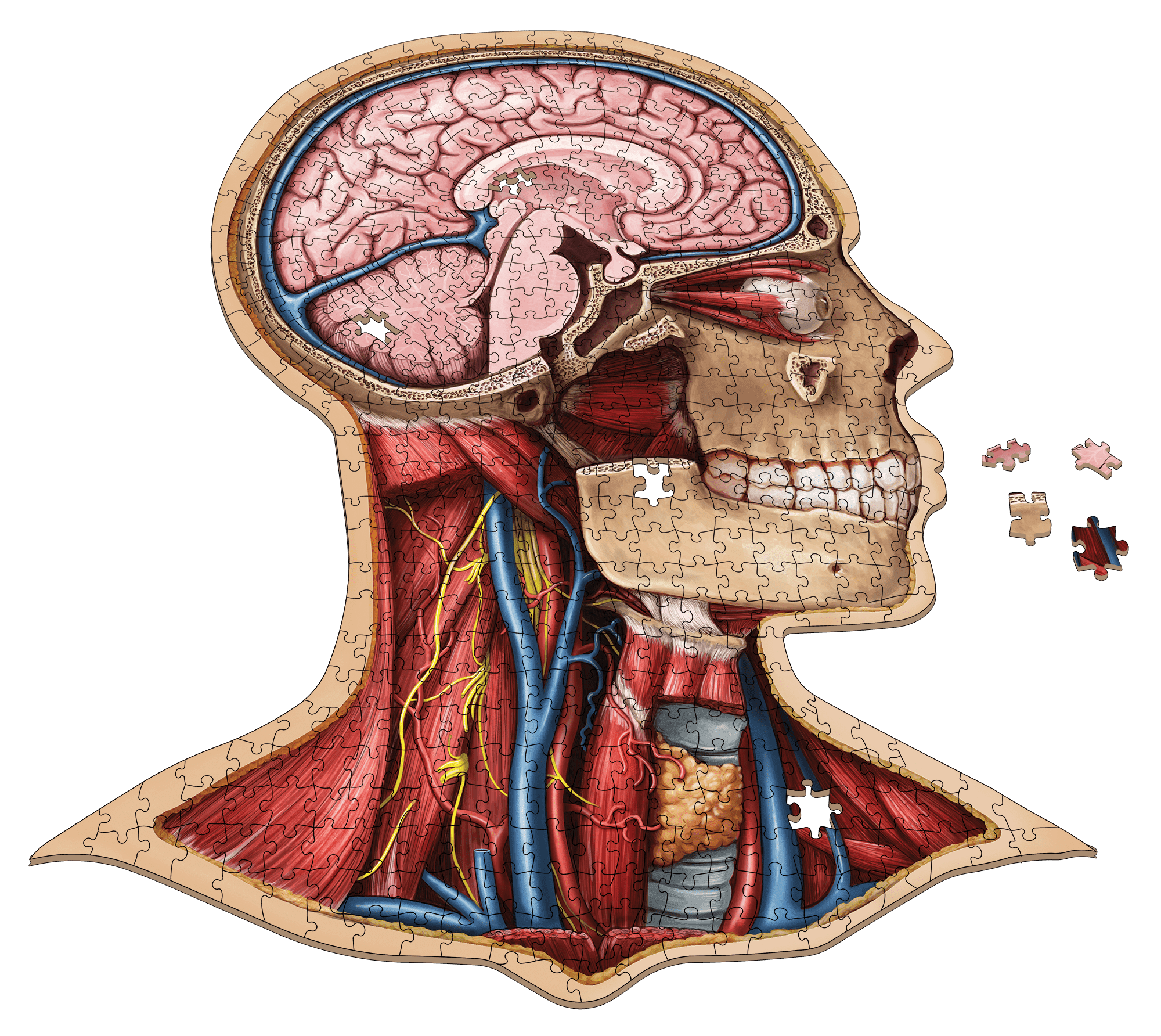 Human Head Anatomy Jigsaw Puzzle | Dr Livingston's Unique Shaped