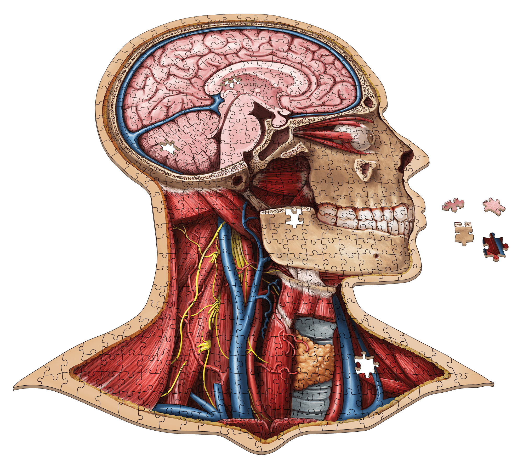 Human Head Anatomy Jigsaw Puzzle Dr Livingston's Unique Shaped
