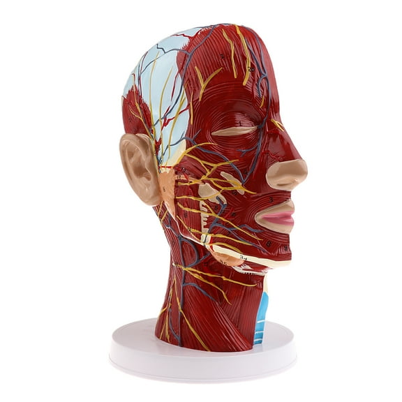 Human Head Features Half Head, Muscular , Veins,