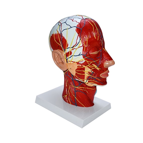Human Head Anatomical Model with Muscle Neurovascular for Classroom Display