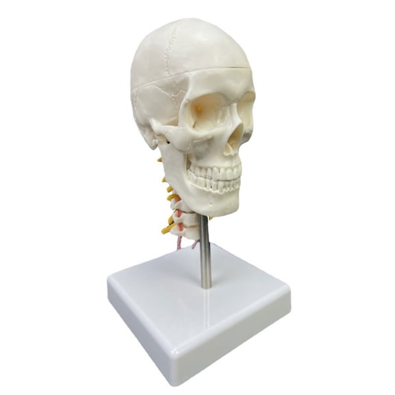 Human Skull Anatomical Model 1/2 White Human Head Skull Anatomical Model with Cervical Vertebra Teaching Model Supples