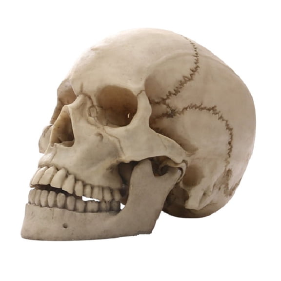 Human Head Skull Statue for Home Decor Resin Figurines Halloween Decor Sculpture Medical Teaching Sketch Model Crafts