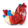 thumbnail image 1 of Human Heart Crosssection Model, 1 of 1