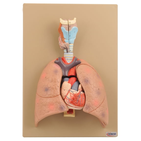 Human Heart & Lung Model, 16.5" - Removable Heart, Cross Section Lung & Larynx - Mounted on Base - Eisco Labs